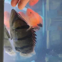 تایگر سوماترا NTT