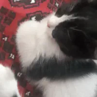 بچه گربه