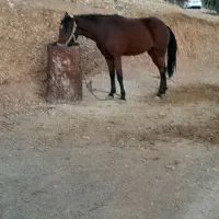 مادیان  وکره سرحال