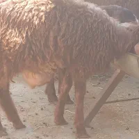 بره