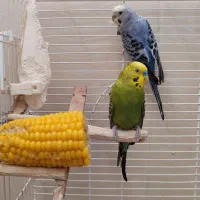 عروس هلندی و مرغ عشق