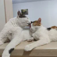 واگذاری رایگان گربه|گربه|پرند, فاز ۵|دیوار