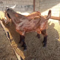 بزافغانی نر