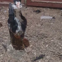 یک عدد تیمچه گلین طوسی