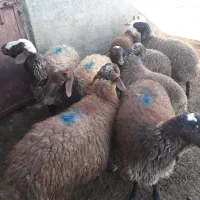 ۹ عدد بره ۵ تا ماده ۴ تا نر|حیوانات مزرعه|گل تپه, |دیوار