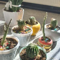 ۹ عدد گل طبیعی سرحال