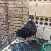 کفتر زاغ و پلاکی