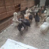 جوجه لاری افغان زیر قیمت پول لازمم