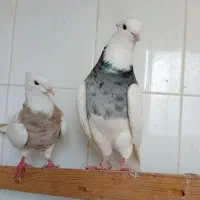 طوقی نر ماده  شهریار استم|پرنده|شهریار, اسکمان|دیوار