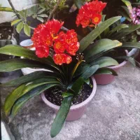 گل خورشید قیمت عالی