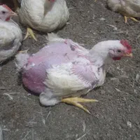 کارگر مرغداری  گوشتی