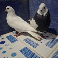 کبوتر موشی.طوقی|پرنده|یاسوج, |دیوار