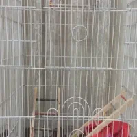 قفس عروس هلندی|لوازم جانبی حیوانات|گرمدره, |دیوار