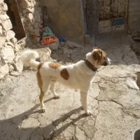 ۷تومان|سگ|بجنورد, |دیوار