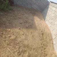 کودگوسفند