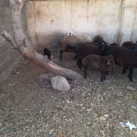 میش وبره ومیش ابیستن