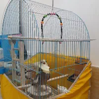 فروش طوطی عروس