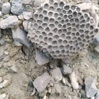 فسیل طبیعی باستانی