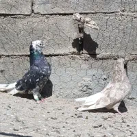 کفتر شهری و...|پرنده|ارژن, |دیوار