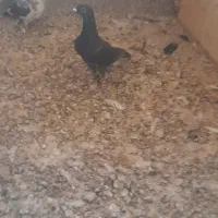 نر جوان کفتر  ۵۰۰