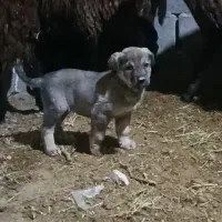 واگذاری  سگ اصیل ماده