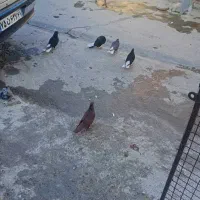 قشنگ|پرنده|بروجرد, |دیوار