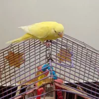 مرغ عشق لوتینو|پرنده|بندر امام خمینی, |دیوار