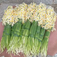 گل نرگس ممتاز سوپر