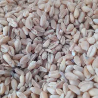 گندم پیشگام درجه یک بذری و تمیز|خوردنی و آشامیدنی|دشتابی, |دیوار