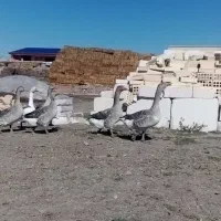 غاز