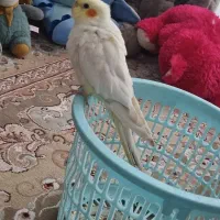 عروس هلندی|پرنده|مشهد, امیریه|دیوار