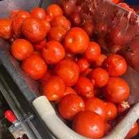 رب گوجه فرنگی ارگانیک پخت روز در تمامی طول سال|خوردنی و آشامیدنی|تهران, ائمه اطهار|دیوار