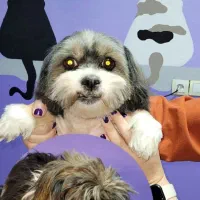 اصلاح حیوانات اصلاح پت موی سگ گربه حمام سگ