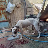 سگ داگو آرژانتینی|سگ|یاسوج, |دیوار