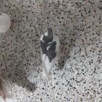 فروش کبوتر|پرنده|بهبهان, |دیوار