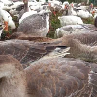 غاز محلی۶کیلویی