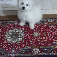 سگ خانگی فروش فوری قیمت ۳تومن|سگ|سلماس, |دیوار