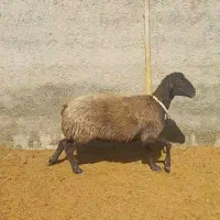 پنج راس میش درجه یک جوان