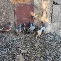 ۸ عدد پرشی|پرنده|اسفراین, |دیوار