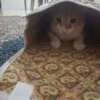 واگذاری رایگان گربه DSH|گربه|تهران, ارم|دیوار