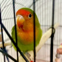 طوطی برزیلی ابلق ماده ۶ ماهه