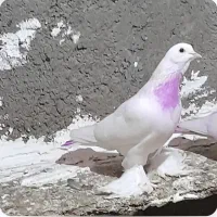 کفتر خوب پرشی پاپر