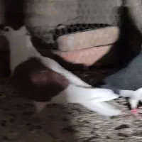 شجردارکرمانی|پرنده|زابل, |دیوار