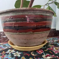 سه تا گل فیکوس ( گوش فیلی ) زیبا و پر|گل و گیاه طبیعی|کرمانشاه, |دیوار