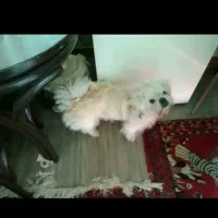 پیکینینز شیتزوی نر زیبا