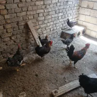 خروس رسمی