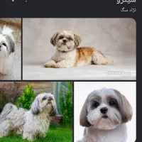 سگ گم شده