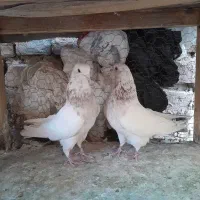 نروماده|پرنده|کاشان, لتحر|دیوار