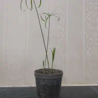 گلهای خانگی پانزده تومنی