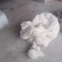 فروش پشم گوسفند  شسته حلاجی شدالیاف طبیعی|رختخواب، بالش، پتو|گلی داغ, |دیوار